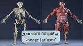 Що утворює опорно-рухову систему