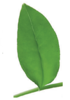 0401bo7s-214a-168x241.png