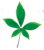 0401bo95-3a22-170x191.png