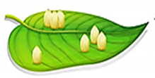 0401bpk6-cd7a-219x111.png
