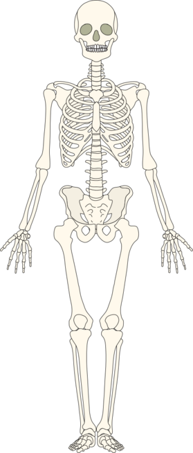 0401c0lt-e0f2-279x654.png