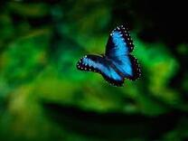 0401c2ax-95ee-208x156.jpg