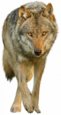 0401c6bt-942e-61x115.png