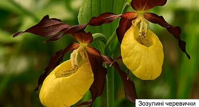 0401c71w-ffc0-409x219.jpg