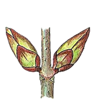 0401cdmr-067b-188x199.png