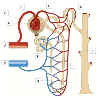 0401cekl-82d1-500x490.png