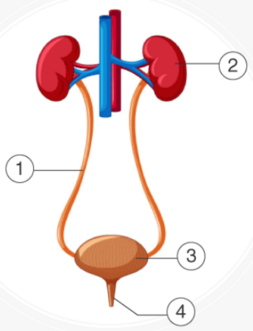 0401cf8a-5f7b-253x331.png