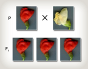 0401cfqj-f498-176x138.png