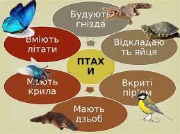 Перелітні Птахи Відео Для Дітей Міні проект про перелітних птахів 2 клас Класу про птахів