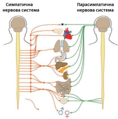 сипатична.jpg