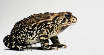 0401cs68-0f53-363x193.gif