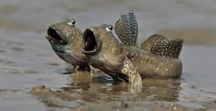0401csyh-514b-313x161.gif