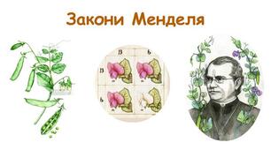 9 клас Закони Менделя