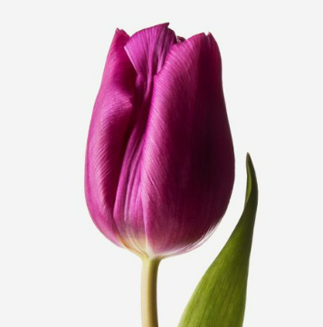 0401d36q-337c-357x361.png