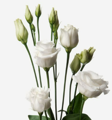 0401d38s-9acb-393x420.png