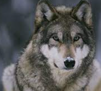 0401d543-c273-208x186.png
