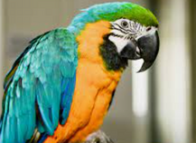0401d54o-0441-217x158.png