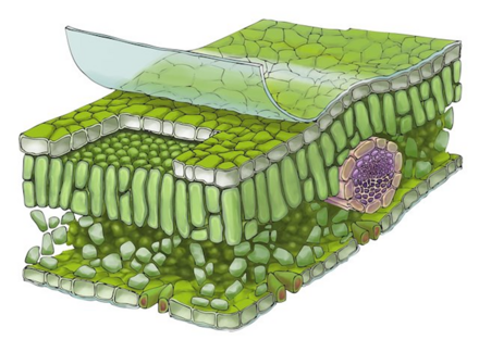 0401d7j0-0915-440x313.png