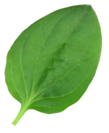 0401d7qn-42b1-284x347.png