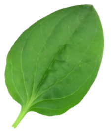 0401d7qn-42b1-284x347.png