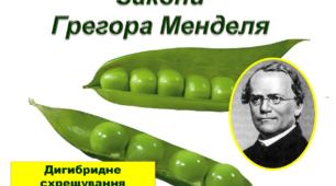 (Копія) Закони Менделя І та ІІ