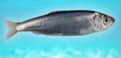 0401dg7u-f710-171x82.png