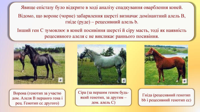 Презентація з біології для учнів 9,11 класів на тему "Ознака організму як взаємодія генів."