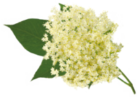 0401dnvy-c4b2-199x142.png