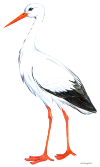 0401do0c-7969-199x331.png