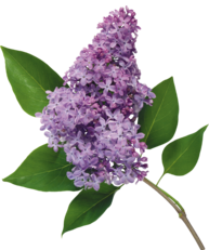 0401do35-39e5-193x231.png
