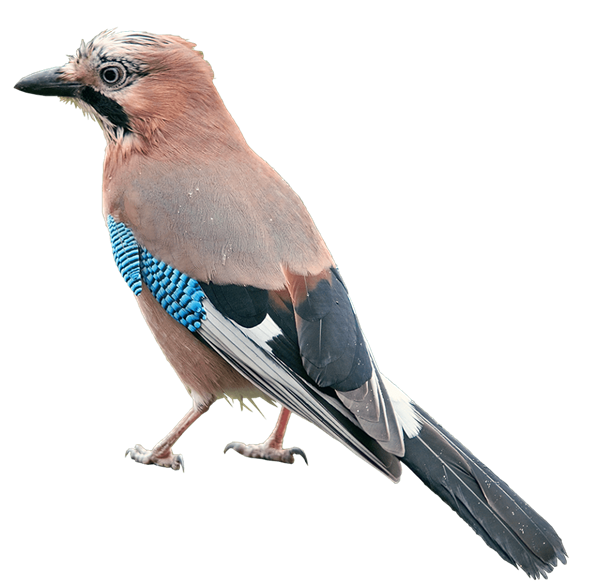 0401dqh5-5f59-611x584.png