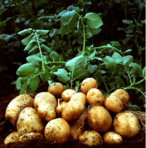 0401ds5j-1c52-251x255.png
