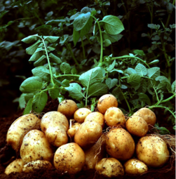 0401ds5j-1c52-251x255.png