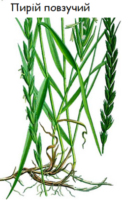 0401dsap-b8b5-248x406.png