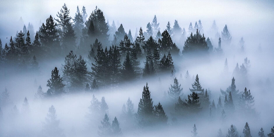 Brain Fog: How to Clear Mental Fatigue - Insight Timer Blog