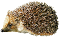 0401dujs-bf80-206x127.png