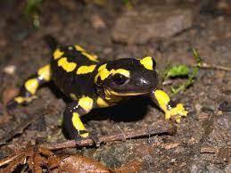 Огненная саламандра (Salamandra salamandra) — Блог Планета Экзотики