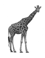 0401e571-700a-153x196.png