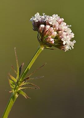 Valeriana officinalis - Niitvälja.jpg