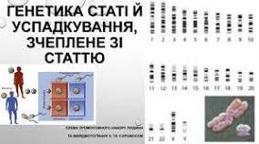 Генетика статі й успадкування, зчеплене зі статтю