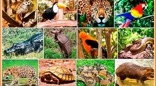 37. IN DANGER OF EXTINCTION