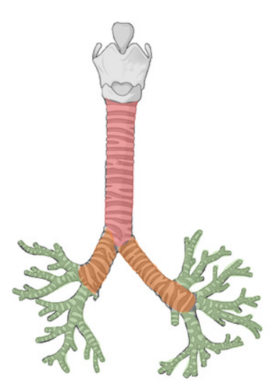 0401ecno-8176-275x390.png