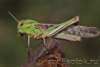 0401edi5-cf2b-412x274.jpg