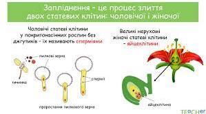 Запліднення квіткових рослин