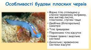 Тип Плоскі черви: особливості зовнішньої будови  та різноманітність. Їхнє значення  в природі та житті й діяльності людини. 