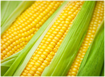 0401enzi-5d12-217x159.png