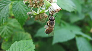 Класифікація класа комах (INSECTA - ECTOGNATHA)