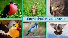 Екологічні групи птахів