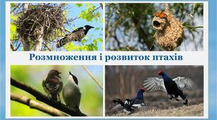 Птахи: будова та розвиток
