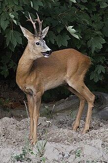 0401ev7i-f3e8-220x331.jpg